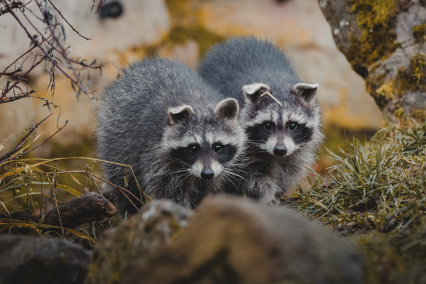 Tricks on How to Get Rid of Raccoons 