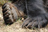 How to Identify Bear Tracks of North America