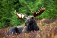 The Moose of North America
