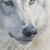 The Alpha Limited Edition Print