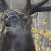 Emperor of the Woods II Limited Edition Print