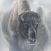 Giants in the Mist IV Limited Edition Print