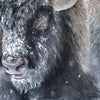 The Thundering Herd Limited Edition Print