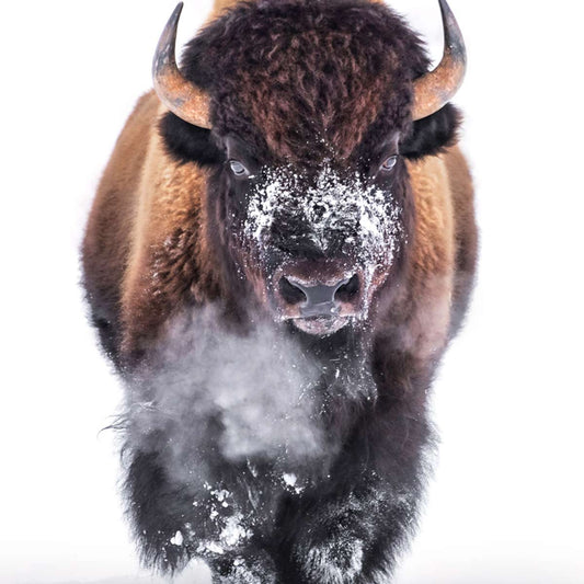 Marching Bison Stretched Canvas