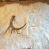 Lone Whitetail Antler