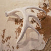 Lone Whitetail Antler