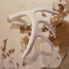 Lone Whitetail Antler
