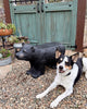 Black Bear Bench