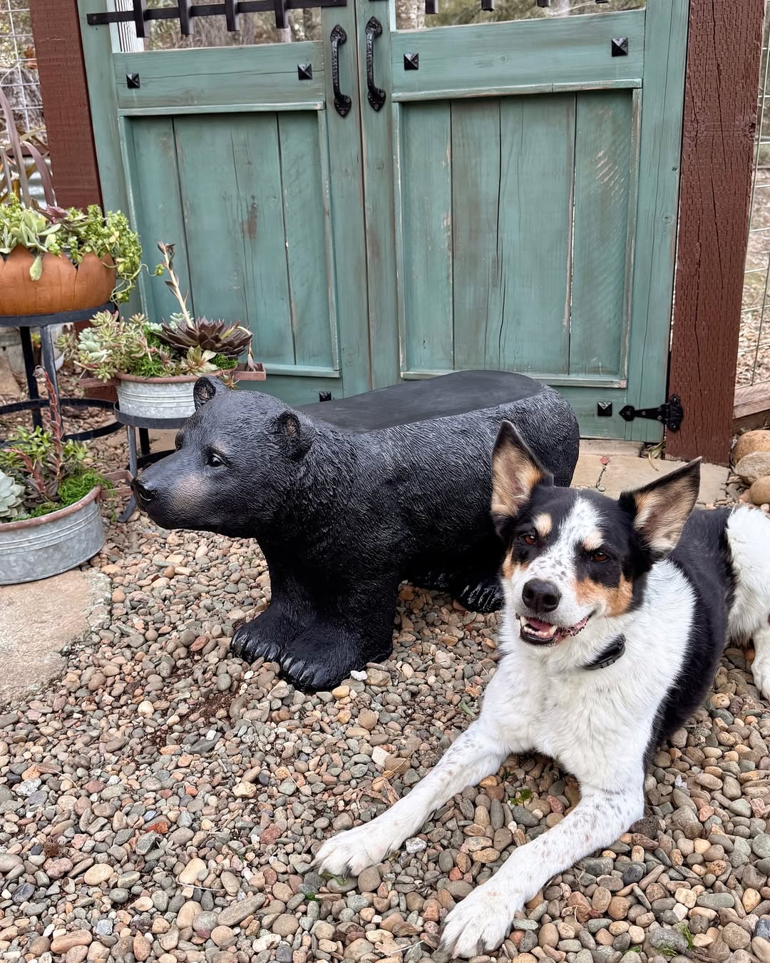 Black Bear Bench