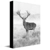 Red Stag Canvas Wall Art