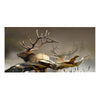 Majestic Elk Stretched Canvas Wall Art