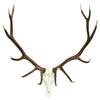 Elk Antler Wall Mount - Large