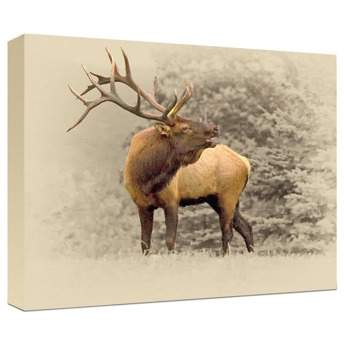 Bugling Bull Elk Gallery Wrapped Canvas
