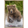 Swimming in Stream Bear Framed Canvas