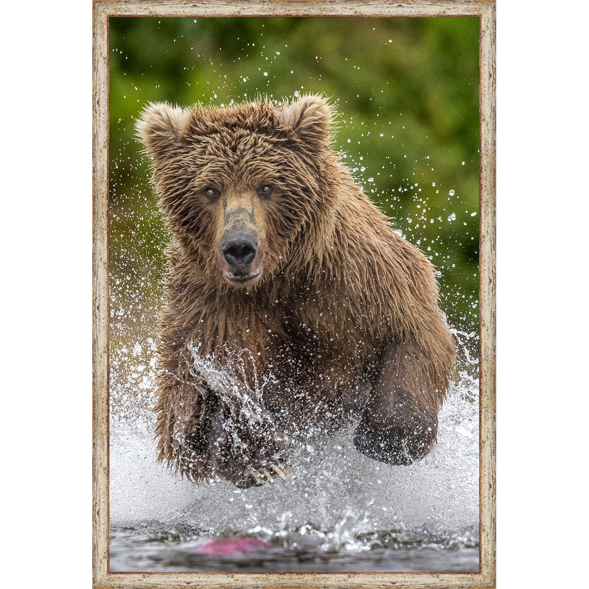 Swimming in Stream Bear Framed Canvas