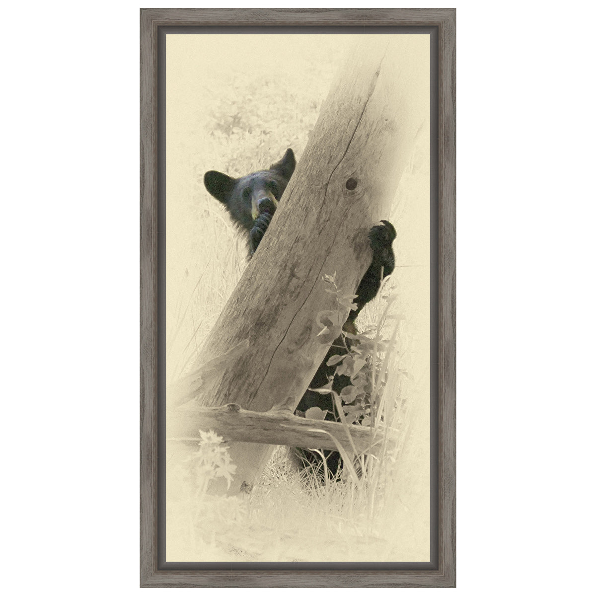 Hello Black Bear Framed Canvas