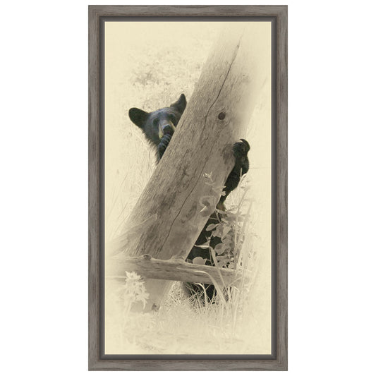 Hello Black Bear Framed Canvas