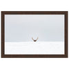 Peeking Elk Framed Canvas