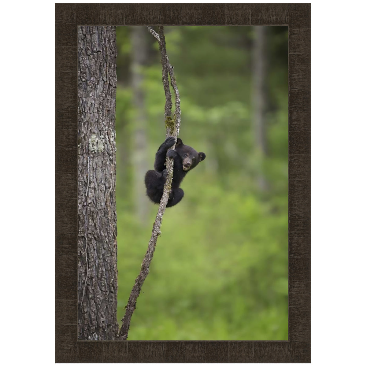 Hanging Around II Framed Art