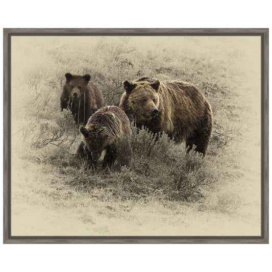 Grizzly Family Framed Canvas