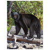 Ebony Bear Jigsaw Puzzle (1000 pc)