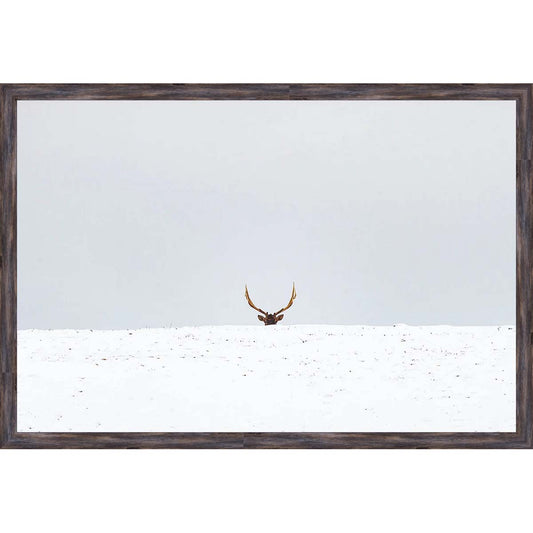 Hiding Elk Wall Art