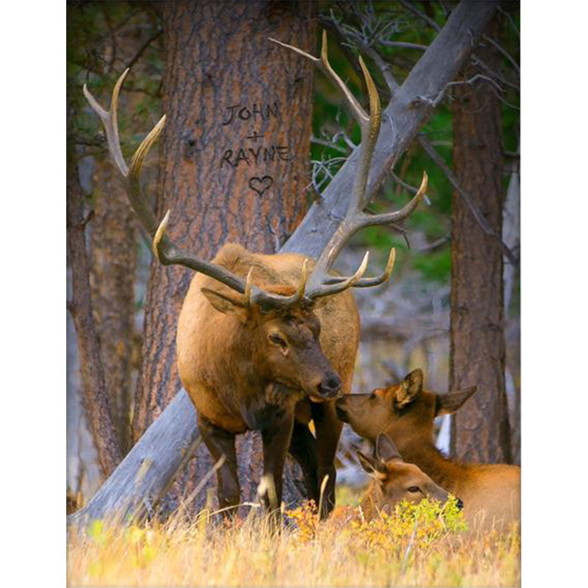 Woodland Sweethearts Personalized Stretched Canvas - Small