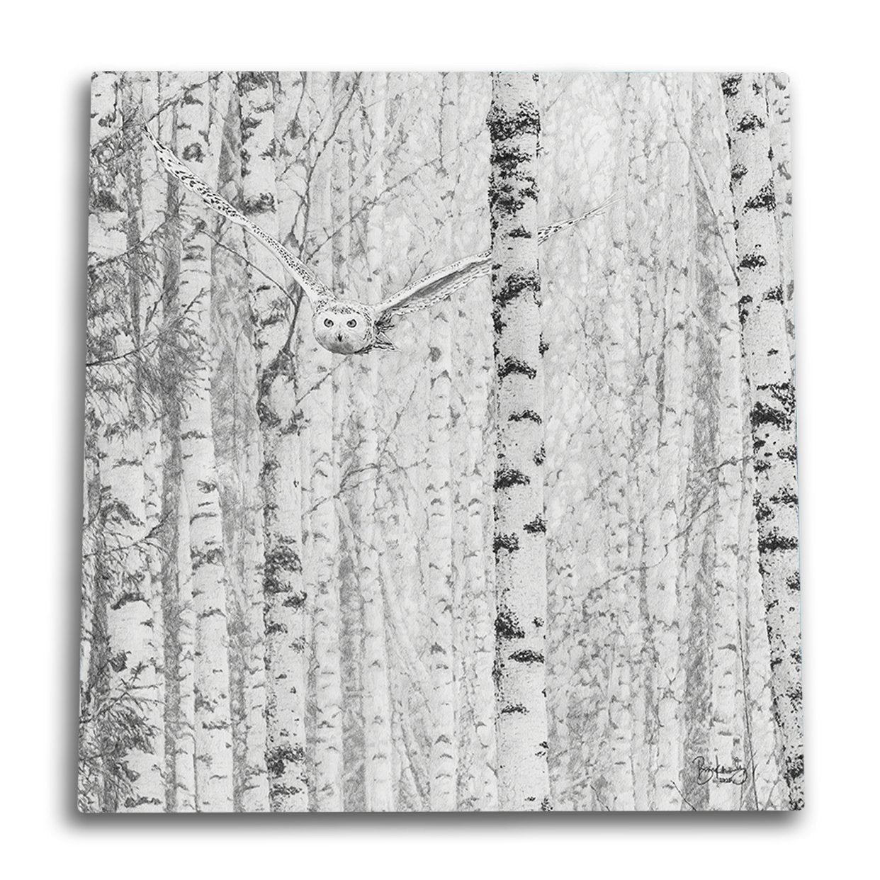 Birch Owl Canvas Wall Art