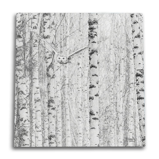 Birch Owl Canvas Wall Art