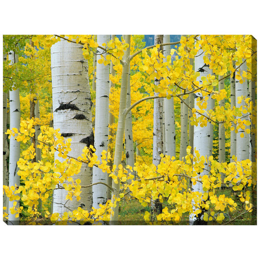 Aspen Trees Indoor/Outdoor Canvas Art
