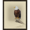 An Eagle's View Framed Canvas