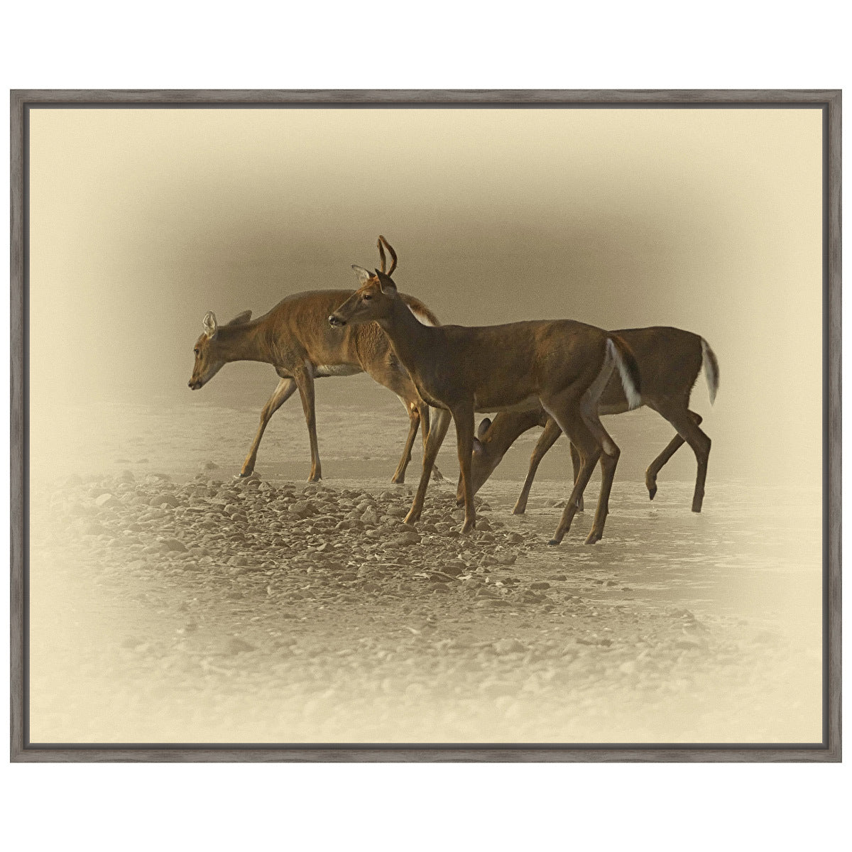 Early Morning Deer Trio Framed Canvas
