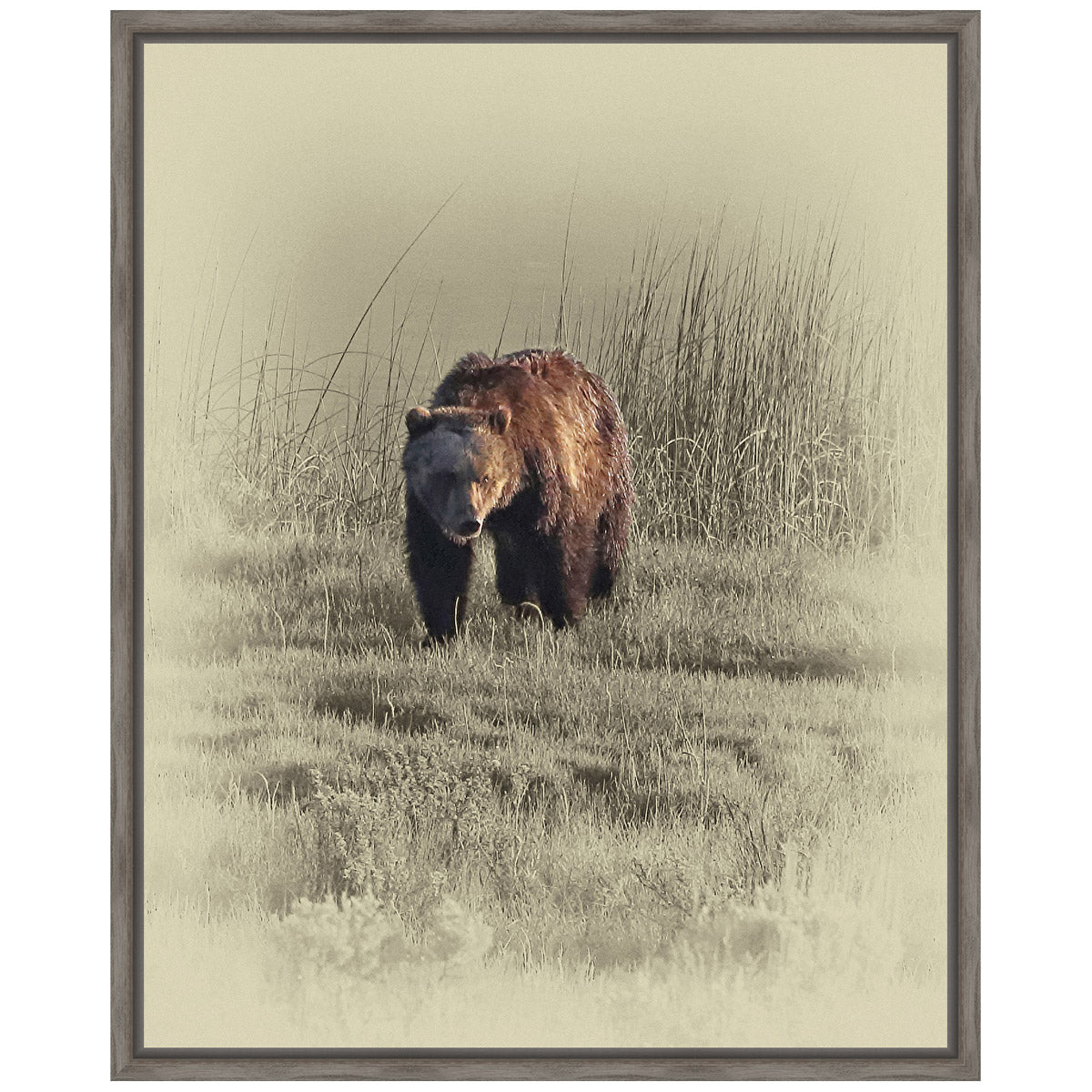 Grizzly Framed Canvas