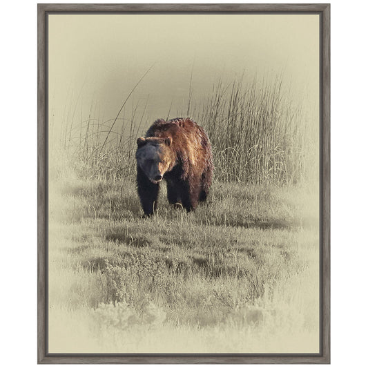 Grizzly Framed Canvas