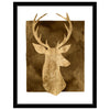 White Tail Bust I Framed Print