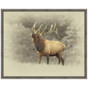 Bull Elk II Framed Canvas