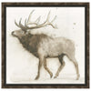 Elk 2 Framed Canvas