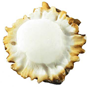 Deer Burr Cabinet Knob - Round - Set of 2 - OUT OF STOCK UNTIL 06/17/2026