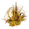 Grapevine and Pod Centerpiece