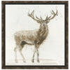 Stag 2 Framed Canvas