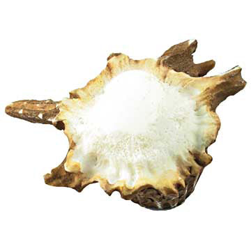 Deer Burr Cabinet Knob - Free-Form - Set of 2