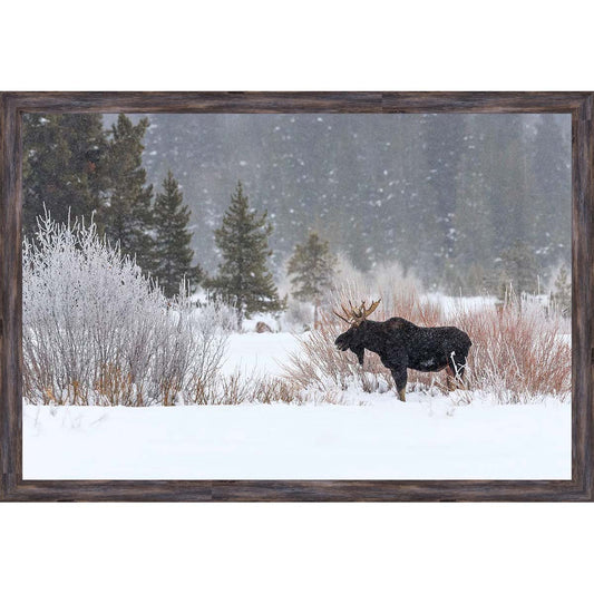 Snowfall Moose Wall Art