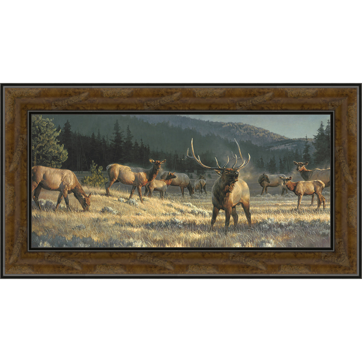 Mountain Elk Cry Framed Canvas