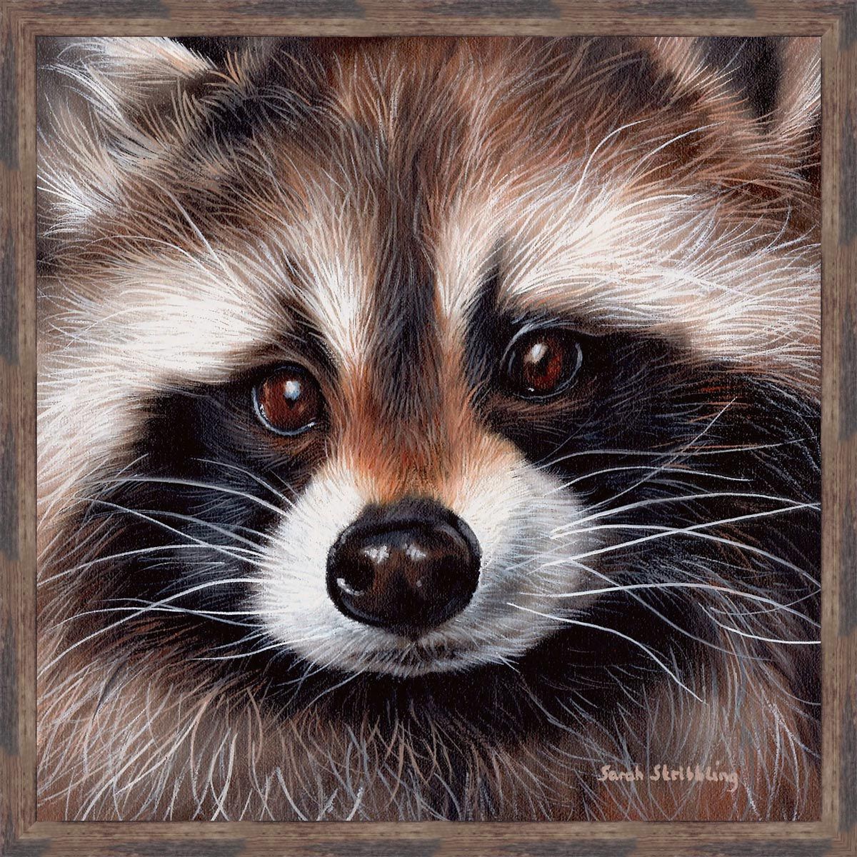 Masked Bandit Canvas Art
