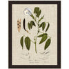 Butterfly Peas Canvas Art
