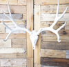 European Mule Deer Mount