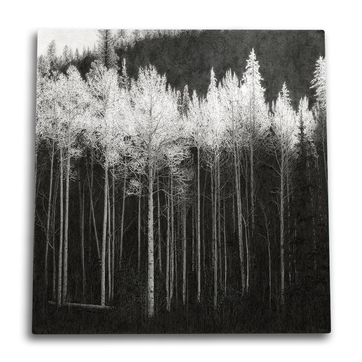 Frosted Treetops Canvas Wall Art