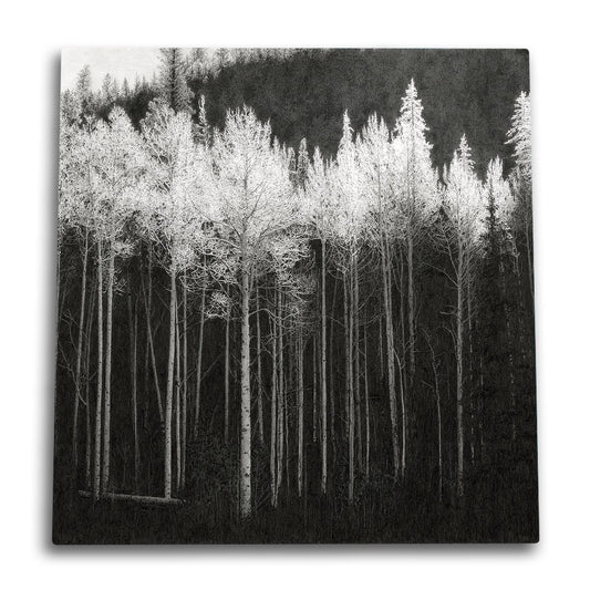 Frosted Treetops Canvas Wall Art