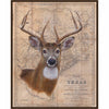 Texan Buck Framed Canvas