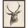 Watercolor Animal Study I Framed Print